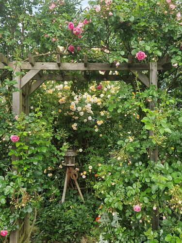 Schönstes Gartenfoto 2025 - Violetta aus Perg