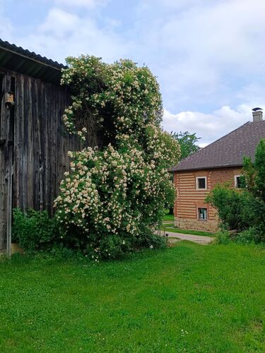 Schönstes Gartenfoto 2025 - Maria aus Linz-Land