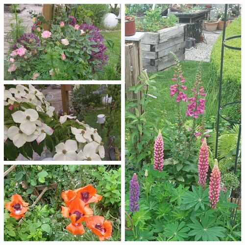 Schönstes Gartenfoto 2025 - Petra aus Braunau