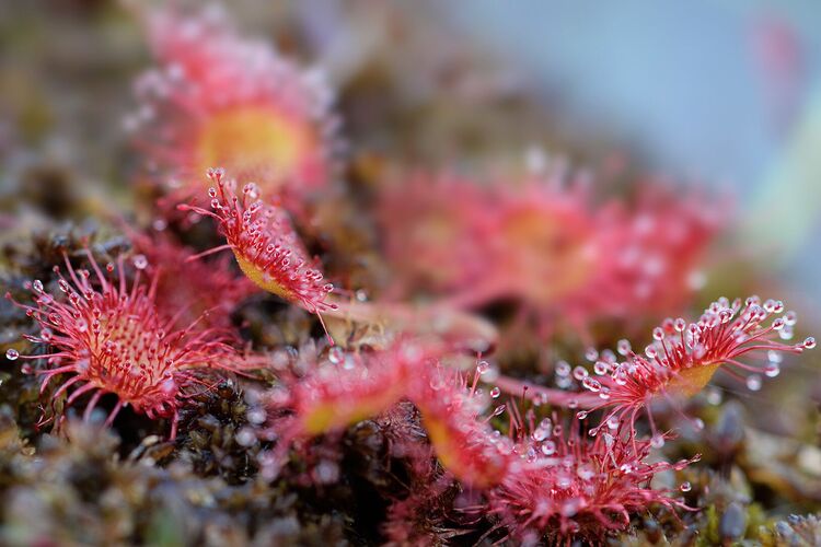 Schönstes Gartenfoto 2025 - Maria aus Schärding