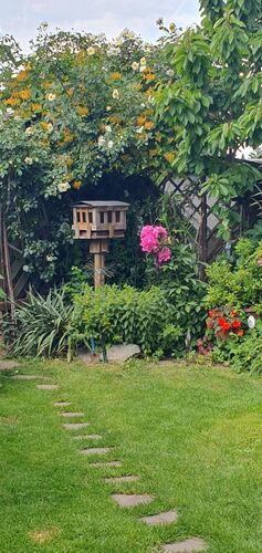 Schönstes Gartenfoto 2025 - Isolde aus Linz-Land