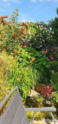 Schönstes Gartenfoto 2025 - Bernd aus Linz-Land