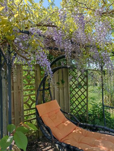 Schönstes Gartenfoto 2025 - Ingeborg aus Braunau