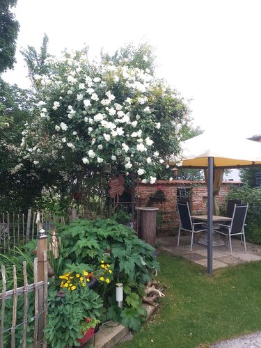 Schönstes Gartenfoto 2025 - Gabriele aus Steyr