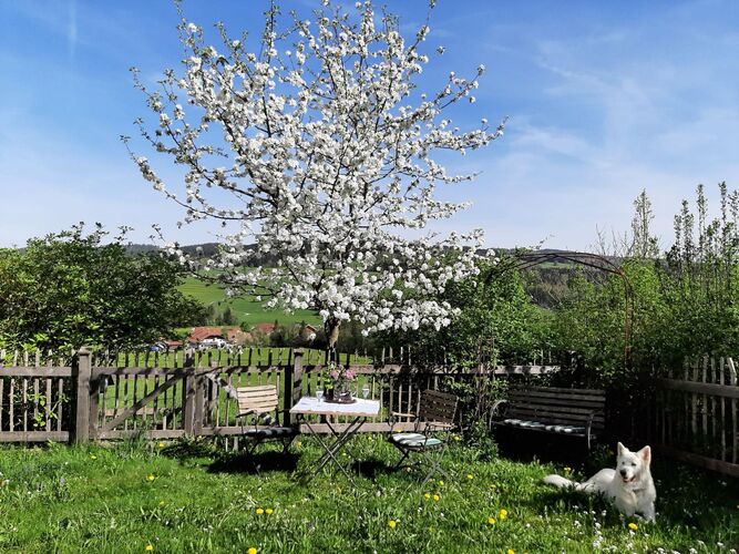 Schönstes Gartenfoto 2025 - Astrid aus Vöcklabruck