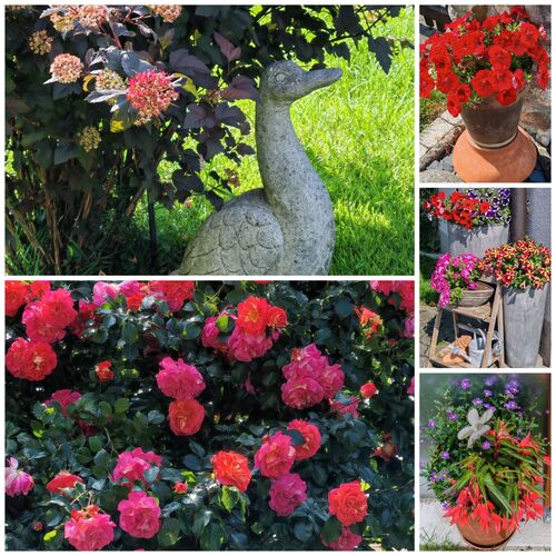 Schönstes Gartenfoto 2025 - Elisabeth aus Kirchdorf