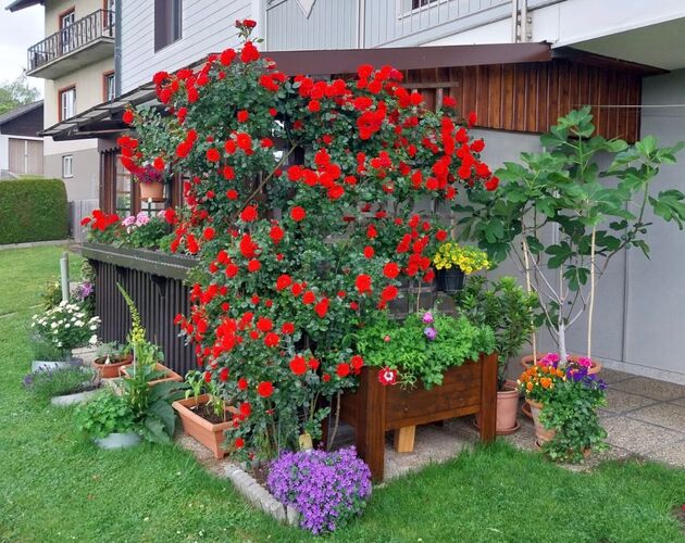 Schönstes Gartenfoto 2025 - klaus aus Grieskirchen