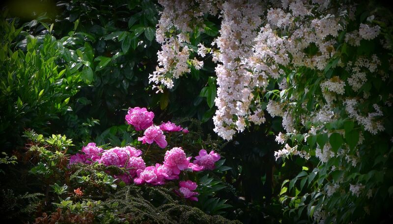 Schönstes Gartenfoto 2025 - REINHARD aus Braunau