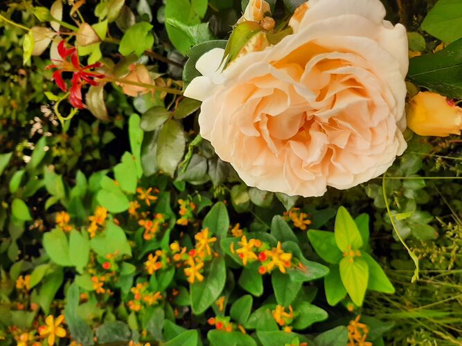 Schönstes Gartenfoto 2025 - Anita aus Linz