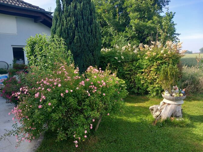 Schönstes Gartenfoto 2025 - Cäcilia aus Amstetten