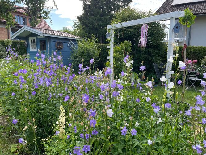 Schönstes Gartenfoto 2025 - Petra aus Steyr