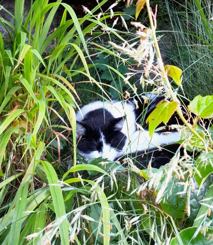 Schönstes Gartenfoto 2025 - Gertrude aus Perg