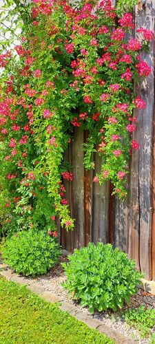 Schönstes Gartenfoto 2025 - Franz aus Amstetten