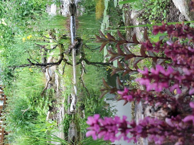 Schönstes Gartenfoto 2025 - Gisela aus Freistadt