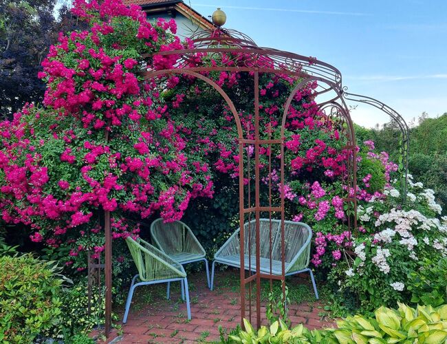 Schönstes Gartenfoto 2025 - Diana aus Steyr