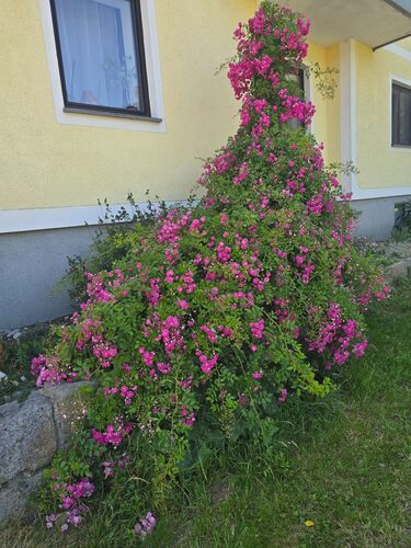 Schönstes Gartenfoto 2025 - Helga aus Schärding