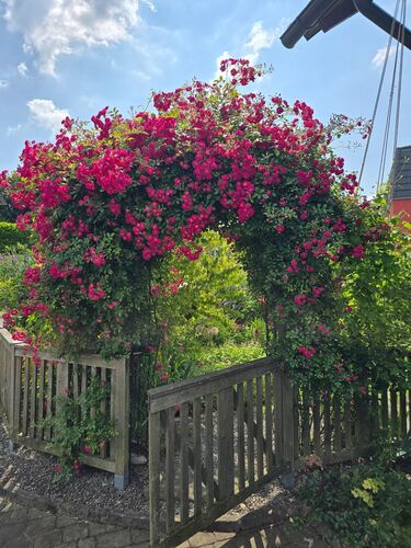 Schönstes Gartenfoto 2025 - Ursula aus Steyr
