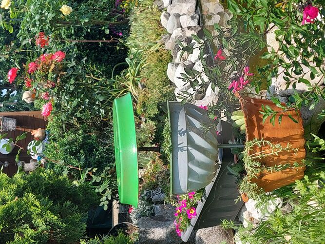 Schönstes Gartenfoto 2025 - Maria Anna aus Wels