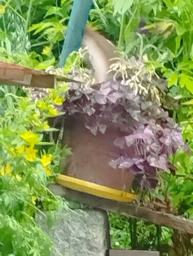 Schönstes Gartenfoto 2025 - Elfriede aus Perg