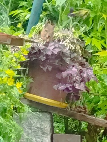 Schönstes Gartenfoto 2025 - Elfriede aus Perg