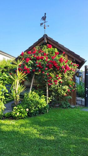 Schönstes Gartenfoto 2025 - Mario aus Eferding