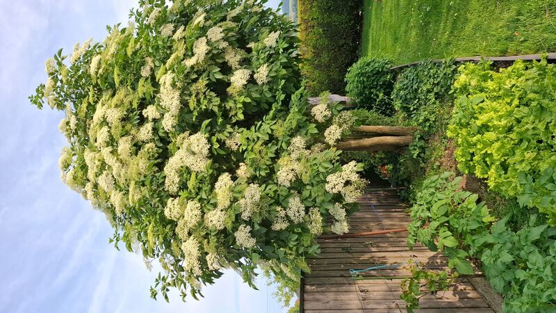 Schönstes Gartenfoto 2025 - Marianne aus Grieskirchen