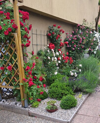 Schönstes Gartenfoto 2025 - Anna aus Kirchdorf