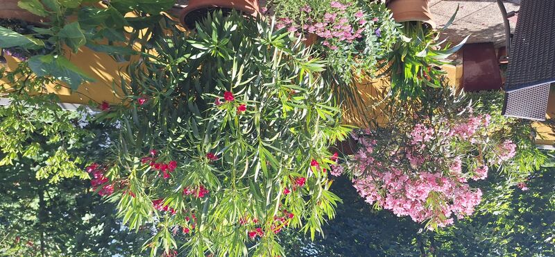 Schönstes Gartenfoto 2025 - Cornelia aus Enns