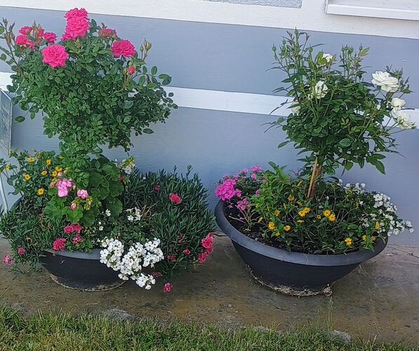 Schönstes Gartenfoto 2025 - Maria aus Eferding