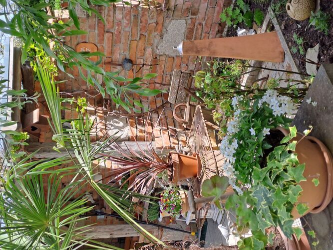 Schönstes Gartenfoto 2025 - Ingrid aus Ried