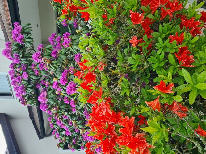 Schönstes Gartenfoto 2025 - Horst aus Grieskirchen