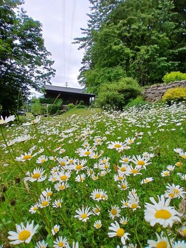 Schönstes Gartenfoto 2025 - Christa aus Braunau