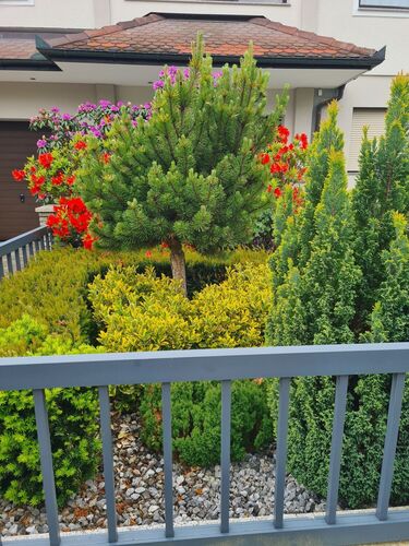 Schönstes Gartenfoto 2025 - Renate aus Grieskirchen