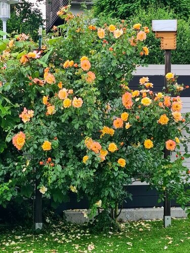 Schönstes Gartenfoto 2025 - Renate aus Grieskirchen