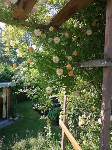 Schönstes Gartenfoto 2025 - Friedrich aus Linz-Land