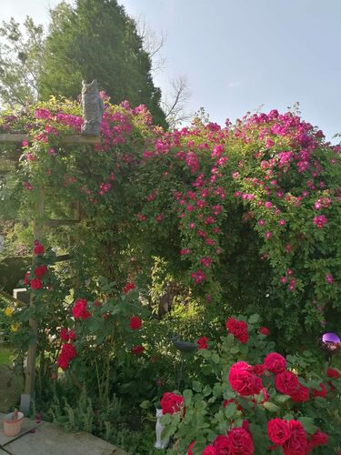 Schönstes Gartenfoto 2025 - Eva aus Linz-Land