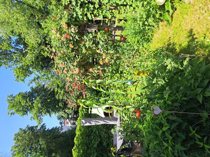 Schönstes Gartenfoto 2025 - HELGA aus Vöcklabruck