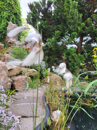 Schönstes Gartenfoto 2025 - Astrid aus Vöcklabruck
