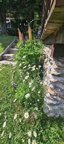 Schönstes Gartenfoto 2025 - Gertraud aus Linz-Land