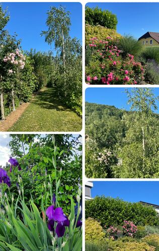 Schönstes Gartenfoto 2025 - Eva aus Kirchdorf