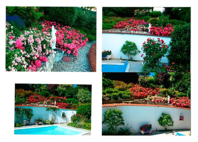 Schönstes Gartenfoto 2025 - Philipp aus Wels