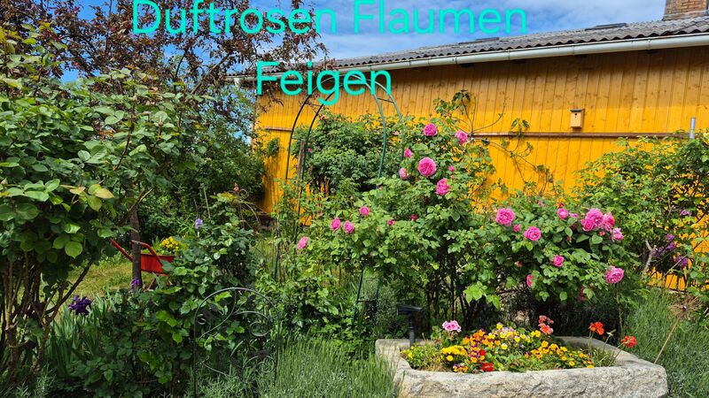 Schönstes Gartenfoto 2026 - Monika Mayr