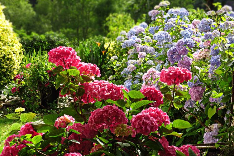 Schönstes Gartenfoto 2026 - Monika Proell
