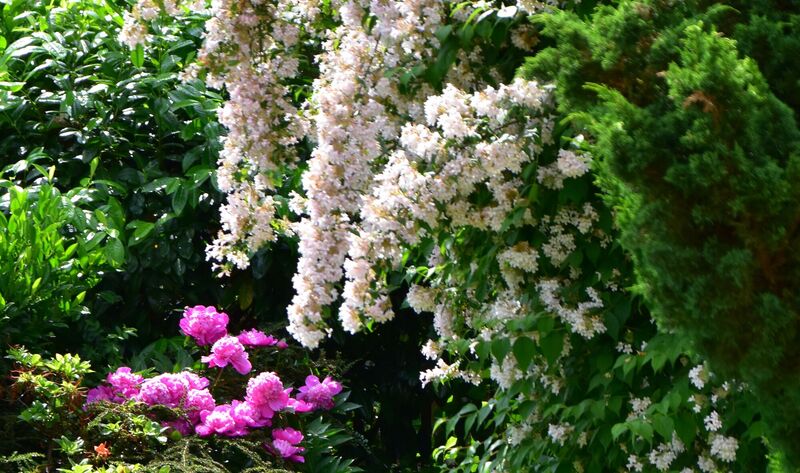 Schönstes Gartenfoto 2026 - REINHARD WEIGEL