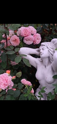 Schönstes Gartenfoto 2026 - Gertraud Keplinger