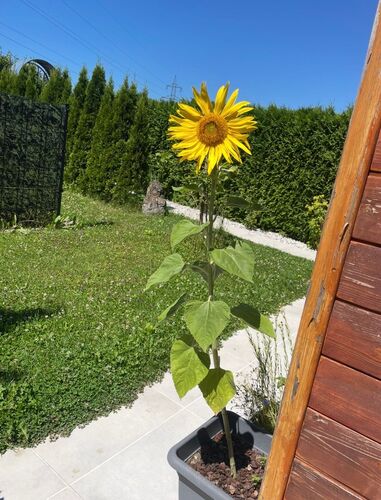 Schönstes Gartenfoto 2026 - Kerstin Hermann