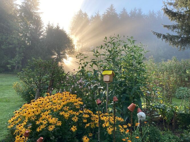 Schönstes Gartenfoto 2026 - Gertraud Baumgartinger