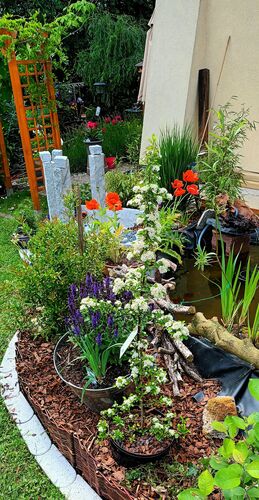 Schönstes Gartenfoto 2026 - Kurt Schmitz