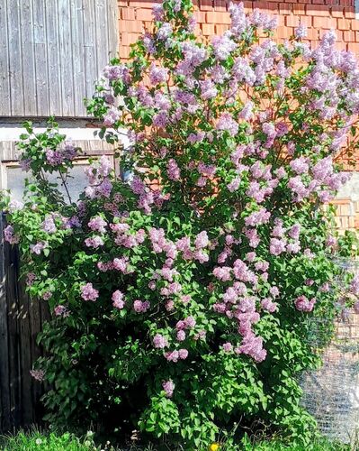 Schönstes Gartenfoto 2026 - Maria Doppelmair
