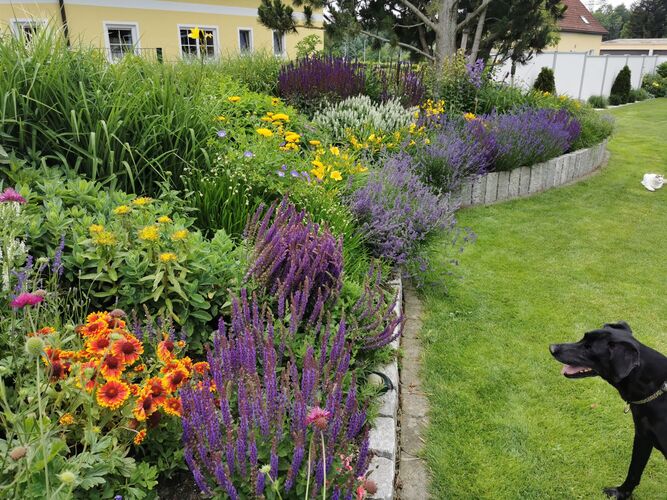 Schönstes Gartenfoto 2026 - Heidemarie Famler